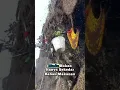 Madu bukan lebih dari Sekadar Pemanis, madu adalah sebuah Keajaiban Alam!!😲😮😱#shorts