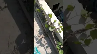                     دندنها