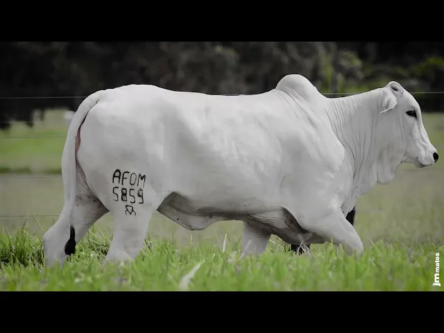 Novilha Nelore AFOM - 5859