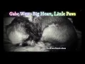 Gabe West - Big Heart, Little Paws Country Rock