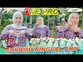 Download Lagu COROMU NINGGAL AKU | Suci Tacik | kari jahat kowe neng aku ora tau mbales cintaku | ONE PRO Official