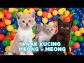 Download Lagu kucing lucu ANAK KUCING MEONG MEONG - kucing meong meong - kucing kawin - KUCING PERSIA LUCU