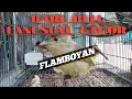 Cara memilih burung flamboyan ombyokan||langsung gacor