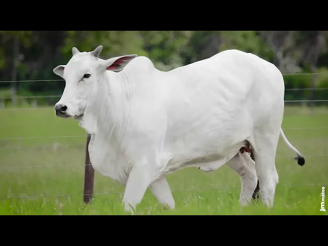 Matriz Nelore AFOM - 3565