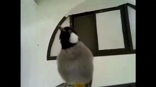 تغريد بلبل نغمة نوكيا طور جميل لتسميع الفروخ فول ١٠ دقائق 