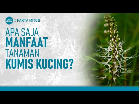 Jangan Remehkan! Ragam Manfaat Tanaman Kumis Kucing
