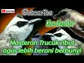 Download Lagu Terapi Trucukan suara alam liar 🔴🔴 || pancingan Trucuk sering diam...