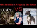 Coyote Vs Pitbull Who Will Win
