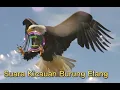 Download Lagu SUARA KICAUAN BURUNG ELANG 3 JAM