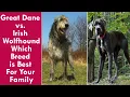 Great Dane vs Irish Wolfhound Which Breed is Best For Your Family