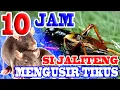 Download Lagu #AMPUH_SUARA_JANGKRIK  MENGUSIR TIKUS - 10 JAM NON STOP