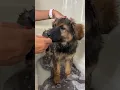 Puppy s First Bath