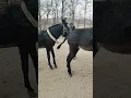 Download Lagu Funniest Donkey Ever! Donkey Training the fun way! 235