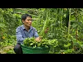 Download Lagu Caring for Animals \u0026 Harvesting Long Beans to Sell at the Market | Solo Survival