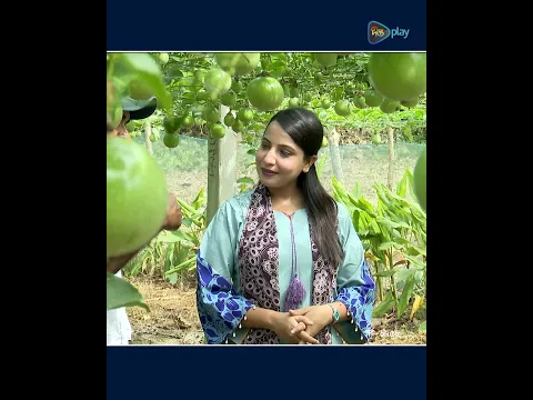Deepto Krishi l গাছের ফল কাটার আগেই সব বিক্রি!