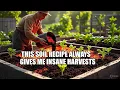 Download Lagu What Are Your Best Homemade Vegetable Garden Soil Recipes?  Here Is Mine