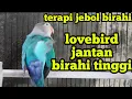 terapi jebol birahi lovebird konslet jantan