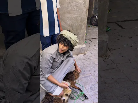المليون مصير الكبش 🐑💔
