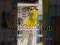 Download Lagu Kenari Isian Ciblek \u0026Prenjak #kenarigacor #canario #canary #kenariisianmewah #birds #kicaumania