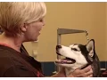 How to Brush Your Dog s Teeth Petco