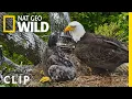 Banding a baby bald eagle at the National Arboreteum Extraordinary Birder with Christian Cooper