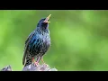 Download Lagu Panggilan Burung Jalak - Suara Burung untuk mengenal Burung Jalak | 10 jam