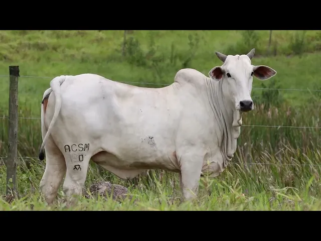 Matriz Nelore ACSM - 190