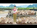 Download Lagu Harvesting 100 Ducks After 4 Months Of Raising - Use Truck Transport Ducks Go To Market Sell