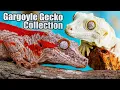 TikisGeckos Gargoyle Gecko Collection