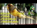 Download Lagu masteran kenari full isian [blackthroat, ciblek, sikatan londo]