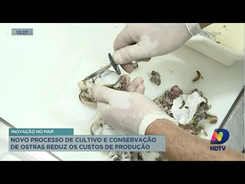 Novo processo de cultivo e conservação de ostras reduz custos de produção