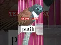 Lagu SUARA BURUNG TEPUS DADA PUTIH GACOR