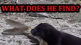 what happens if i let my mink spark down this hole