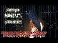 Murai batu malam hari untuk pancingan/membangkitkan emosi murai batu