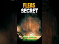 Download Lagu Finding The Secret Of The Flea Caravan In Silksong