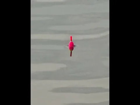 Mancing di tambak yang tidak ke urus  #shortvideo #mancing #fishing #asalmancing