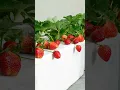 Tips for growing strawberries at home