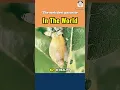 The weirdest parasite in the world