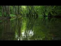 Forest Birdsong - Relaxing Nature Sounds - Birds Chirping - REALTIME - NO LOOP - 2 Hours - HD 1080p