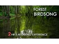 Download Lagu Forest Birdsong - Relaxing Nature Sounds - Birds Chirping - REALTIME - NO LOOP - 2 Hours - HD 1080p