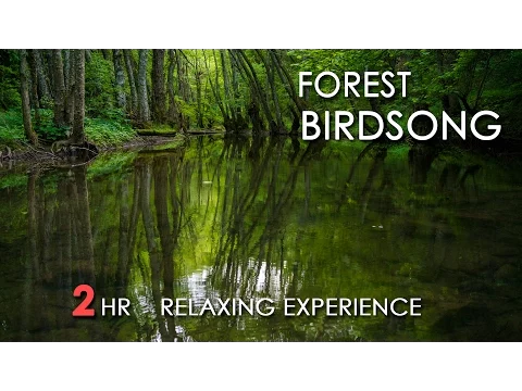 Download MP3 Forest Birdsong - Relaxing Nature Sounds - Birds Chirping - REALTIME - NO LOOP - 2 Hours - HD 1080p