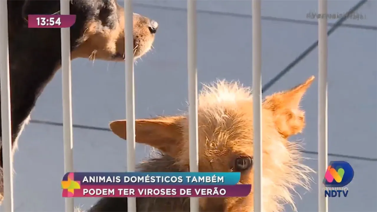 Animais domésticos também podem ter viroses de verão