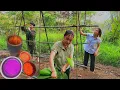 Download Lagu Harvest ginseng and sell it at the market   make bamboo trellises, cook 3 color rice