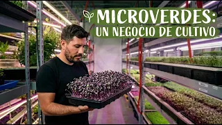 🌿MICRO VERDES: El negocio de este chico en la ciudad 🥬