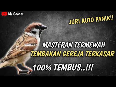 Download MP3 MASTERAN TERMEWAH..!!!TEMBAKAN GEREJA TERKASAR || TEMBUS..!!!