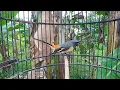 Download Lagu Suara Burung Mantenan Kecil Gacor