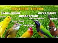 Download Lagu MASTERAN SADIS UNTUK MURAI BATU DAN BURUNG KICAU LAINYA