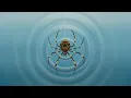 Grateful Dead - Ripple