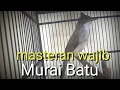 Download Lagu Masteran Ampuh (Jenggot Gacor full mbeset  ngepik panjang)