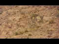 Barbary Sheep Hunt NM Unit 32 34 36 37 Rifle